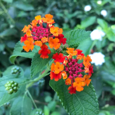 Botanical Garden of the University of Szeged