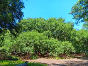 Angel Oak Tree