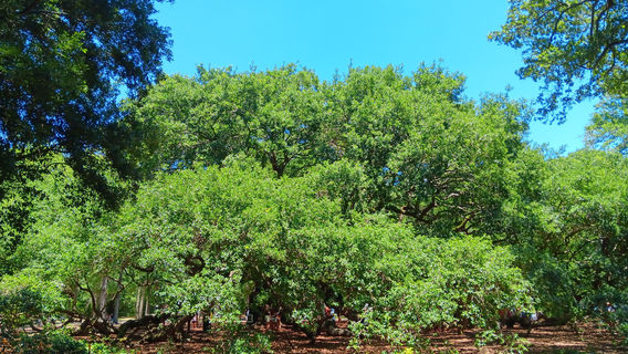 Angel Oak Tree