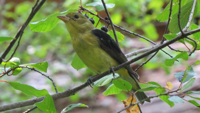 Britannia Park and Beach