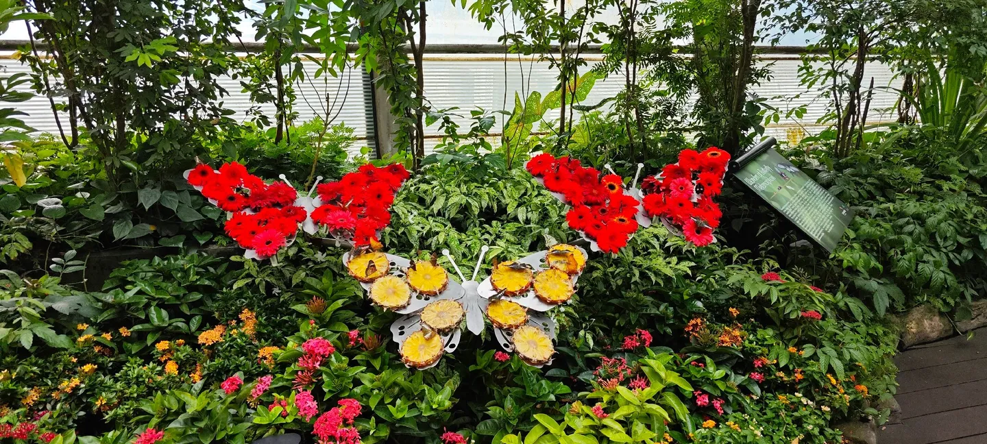Butterfly Garden