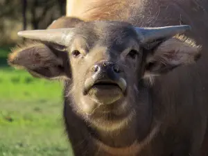 マンスフィールド動物園