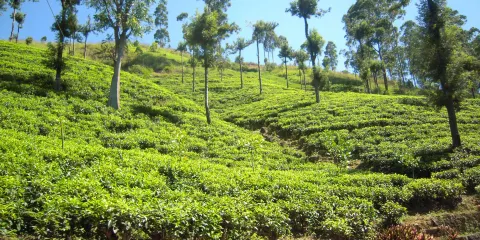 Bogawantalawa Valley