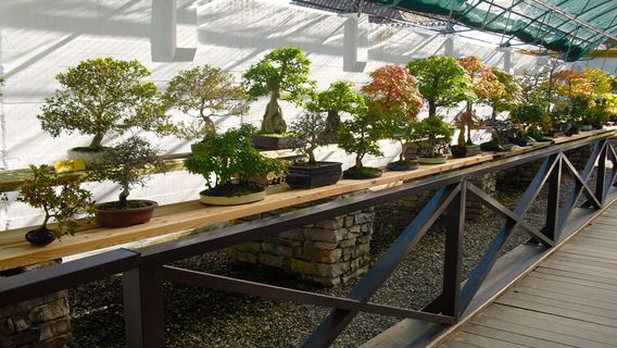 Museo del Bonsai