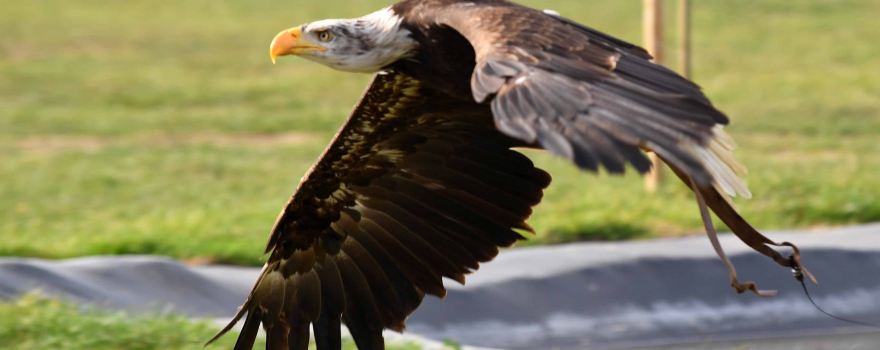 Herrings Green Activity Farm & Bird of Prey Centre