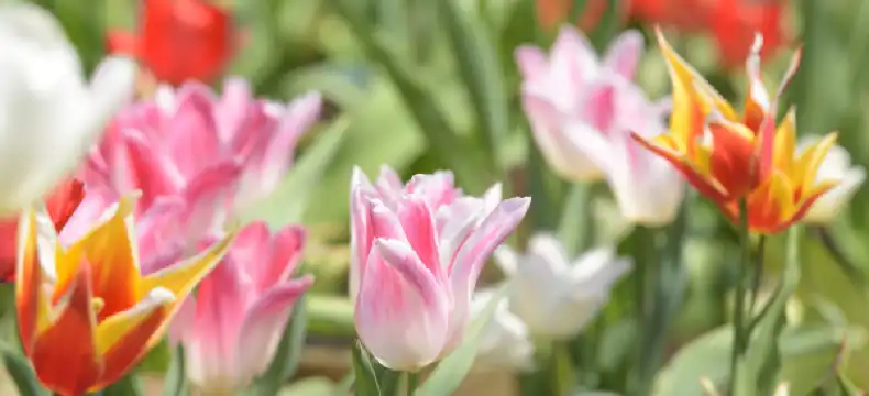 丸亀