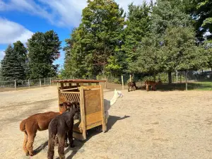 Northern Solstice Alpaca Farm