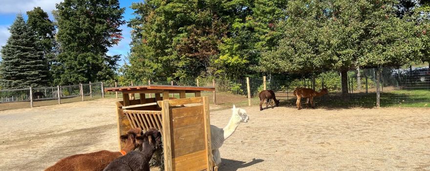 Northern Solstice Alpaca Farm
