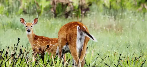 Hotels in Okeechobee County