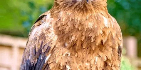 Dalhousie Castle Falconry
