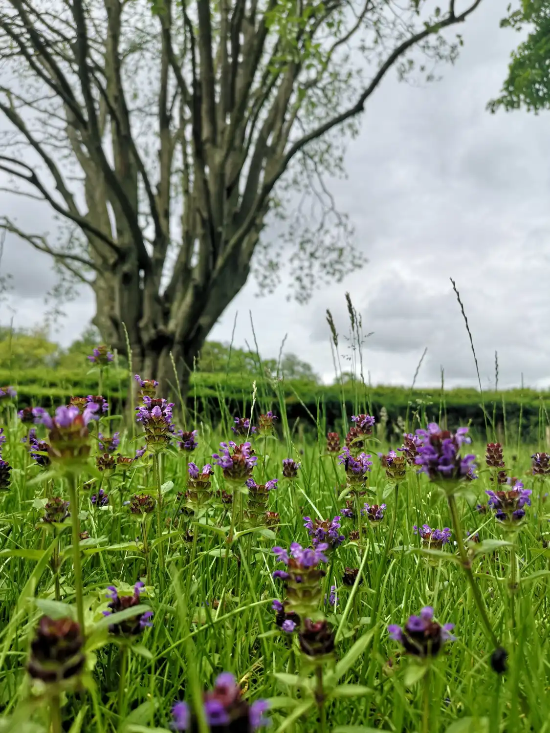 Hotels near The Gardens, Wynyard Hall