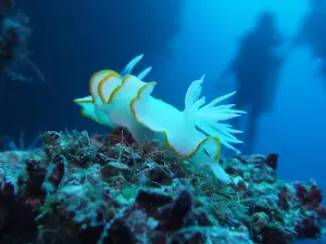 Bomba Divers