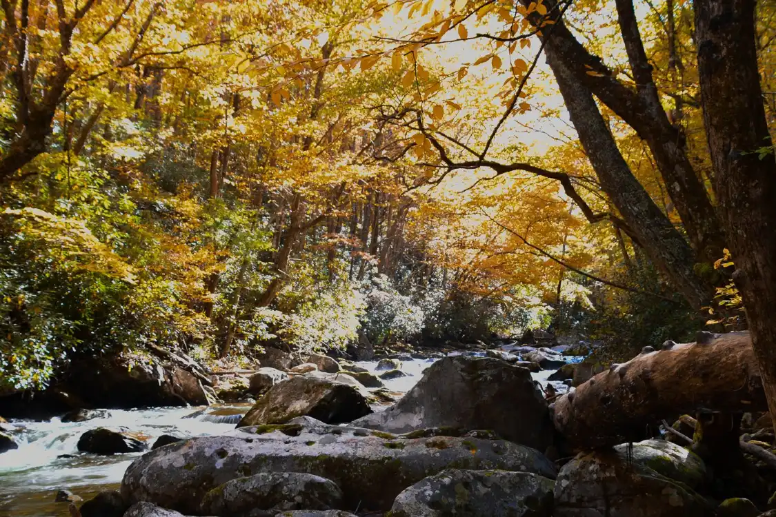 Hotels near Elkmont Ghost Town