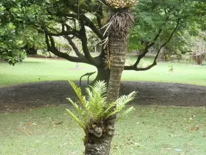 Cooktown Botanic Gardens