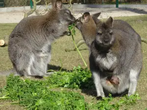 Zabakuck Zoo