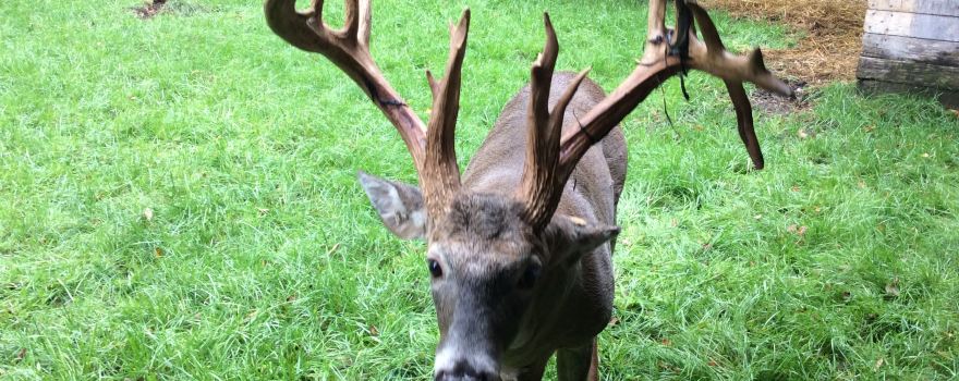 Double Diamond Deer Ranch