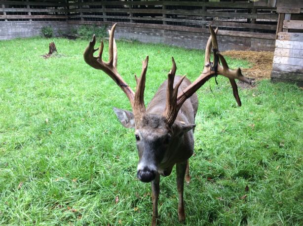 Double Diamond Deer Ranch
