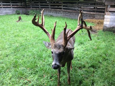 Double Diamond Deer Ranch