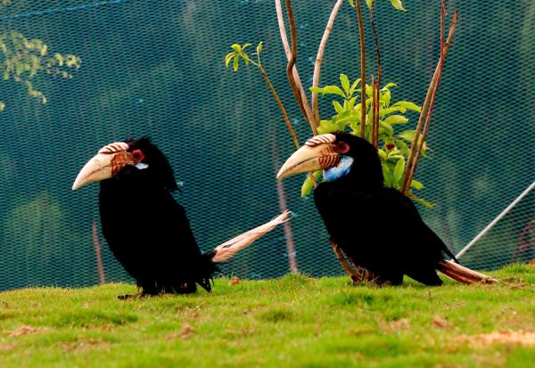 FLC Zoo Safari Park Quy Nhon