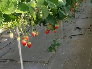 Yamamoto strawberry farm