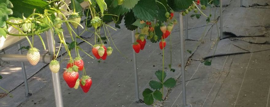 Yamamoto strawberry farm