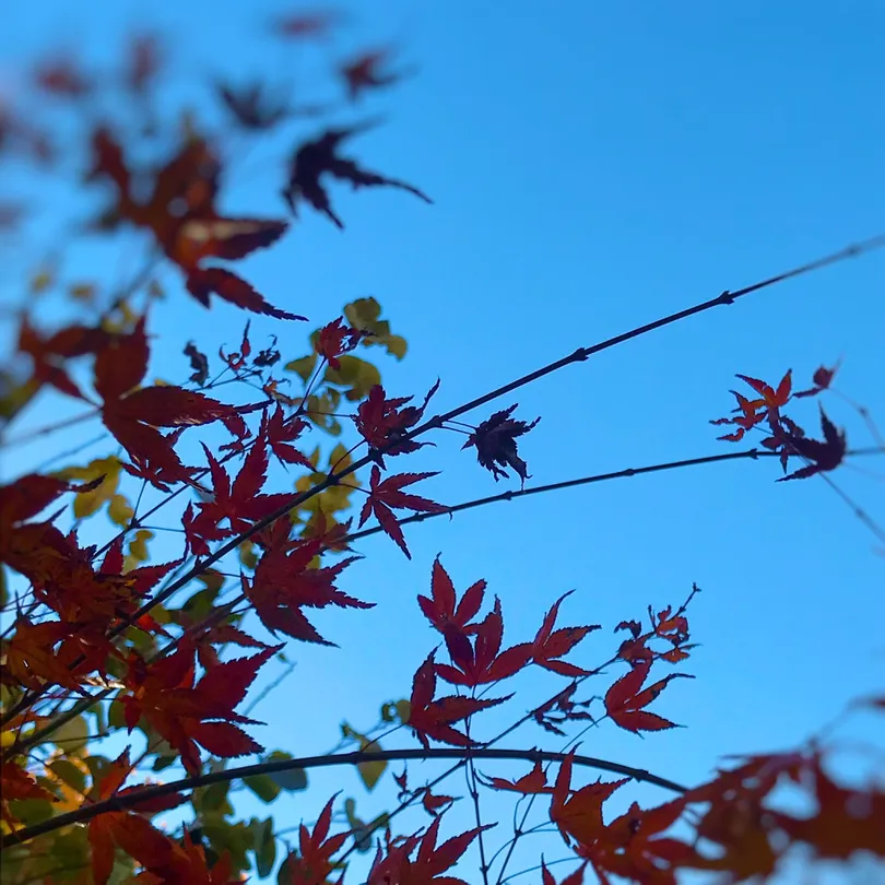5_芝崎日枝神社