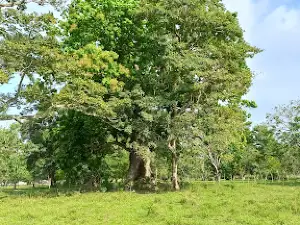 El Árbol Mágico