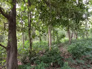 Peepli Forest Area