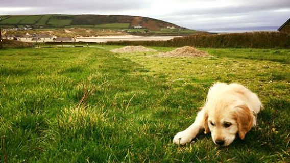 Ocean Pitch Campsite