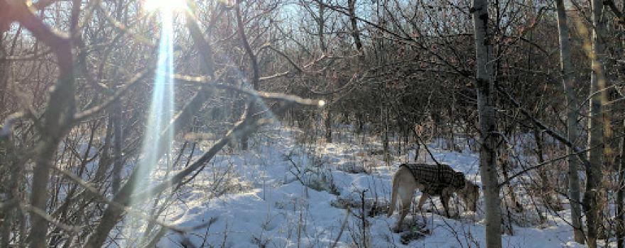 Bevan's Park and Nature Area