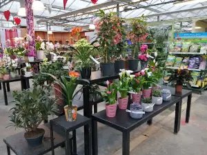 JARDINERIE LA SERRE