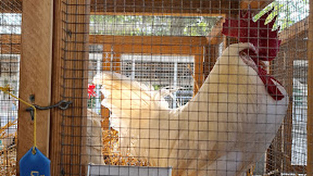 Agricultural Grounds