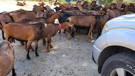 Excursions Coggia 4X4