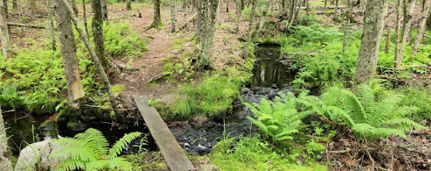 Jack Baker Woods Preserve (Rockland Bog Trails Thomaston Trailhead)