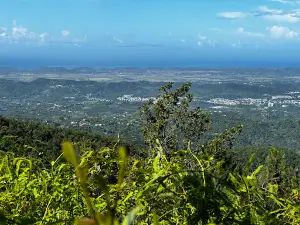 Bosque Estatal de Maricao