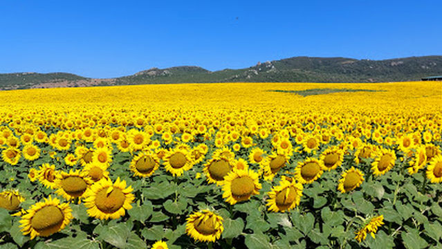 Arroyo de la Zarzuela