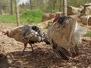 クロスターヴァルト動物園