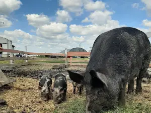Morning Sound Farm