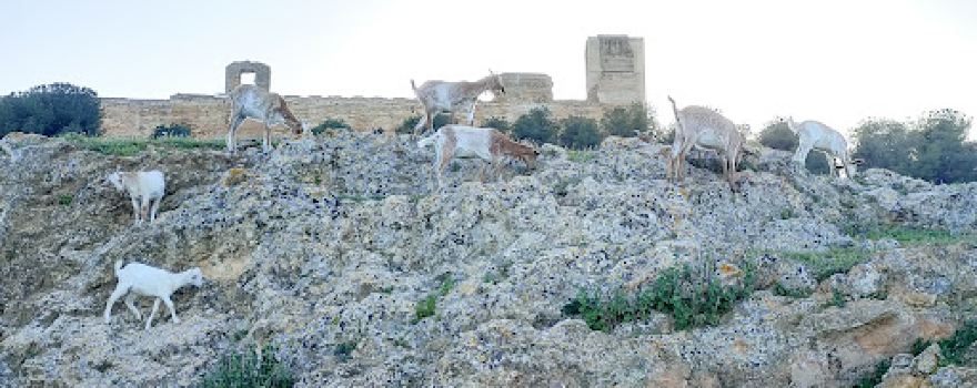 El Arrecife Viejo, Centro de Agroecología Integral