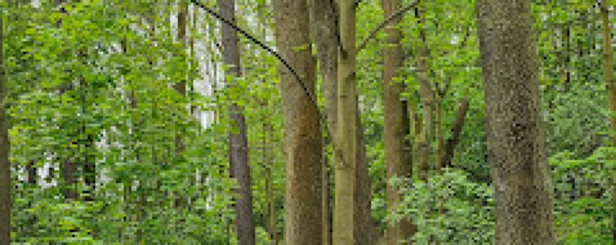 Twywell Plantation