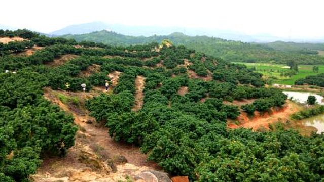 lao shang yang mei ji di