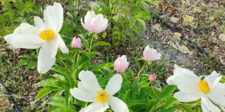 蒙特內格羅頭植物園