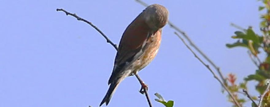 RSPB 비 이터스 뷰포인트