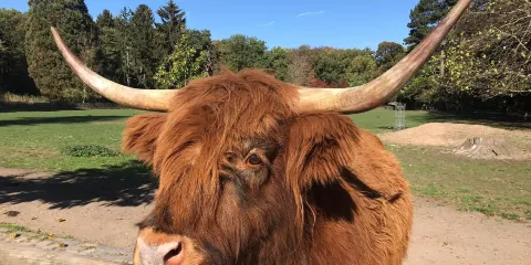 林登塔爾動物公園