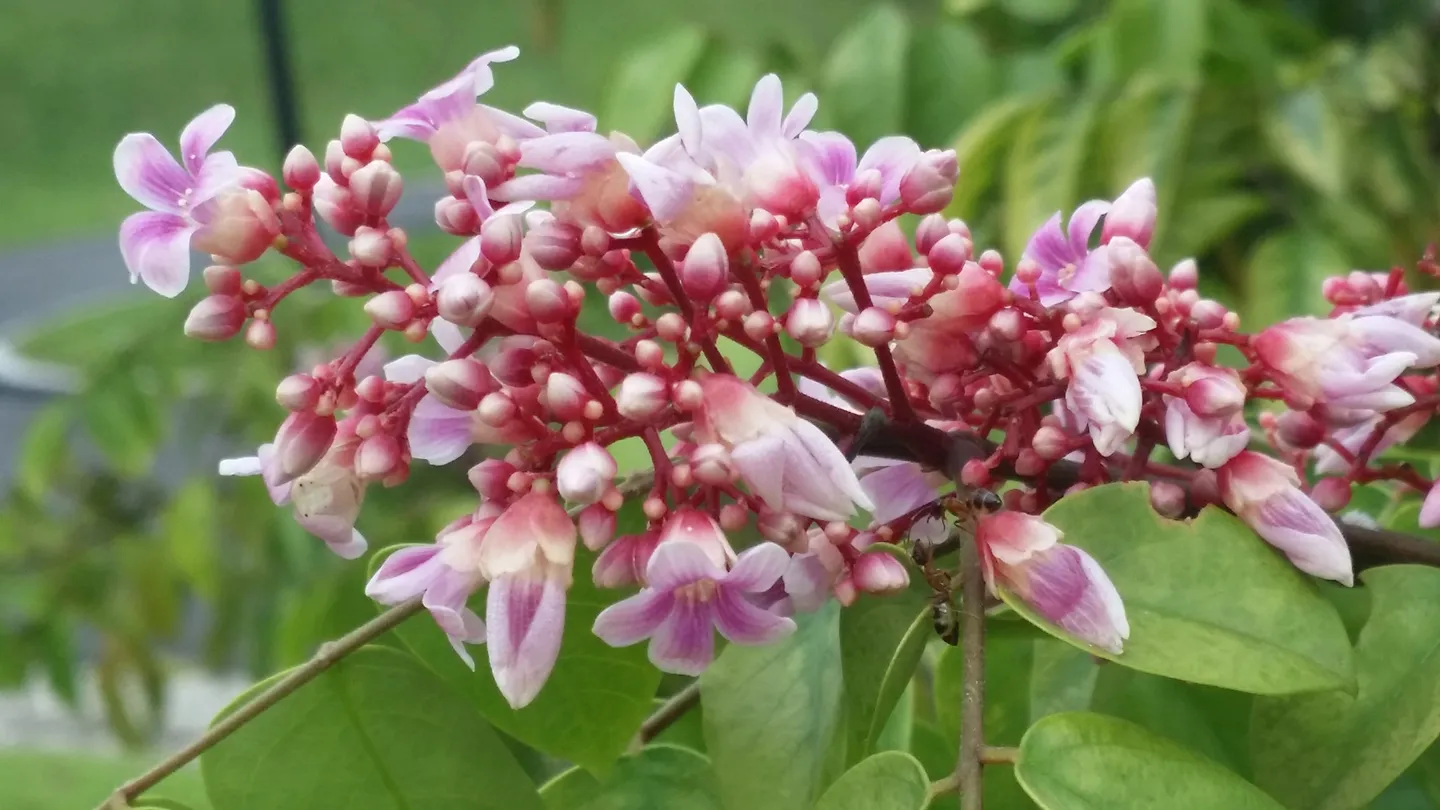 4_Sengkang Riverside Park