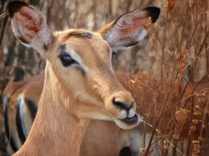 Dinokeng Game Reserve
