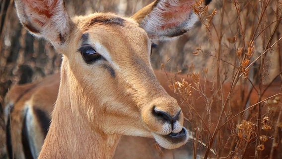 Dinokeng Game Reserve