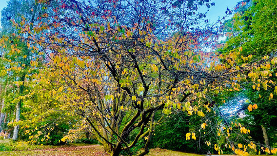 Crathes Castle, Garden & Estate (National Trust for Scotland)
