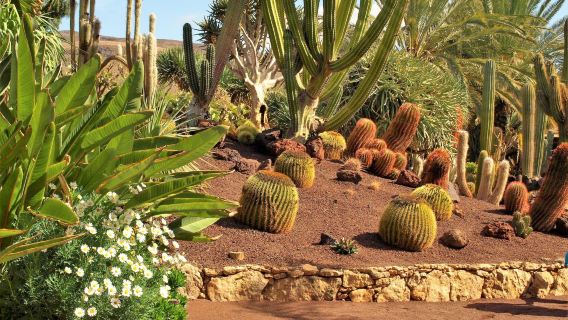 Fuerteventura Botanical Garden