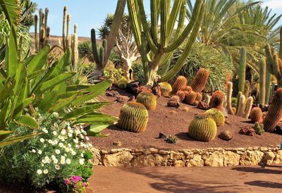 Fuerteventura Botanical Garden